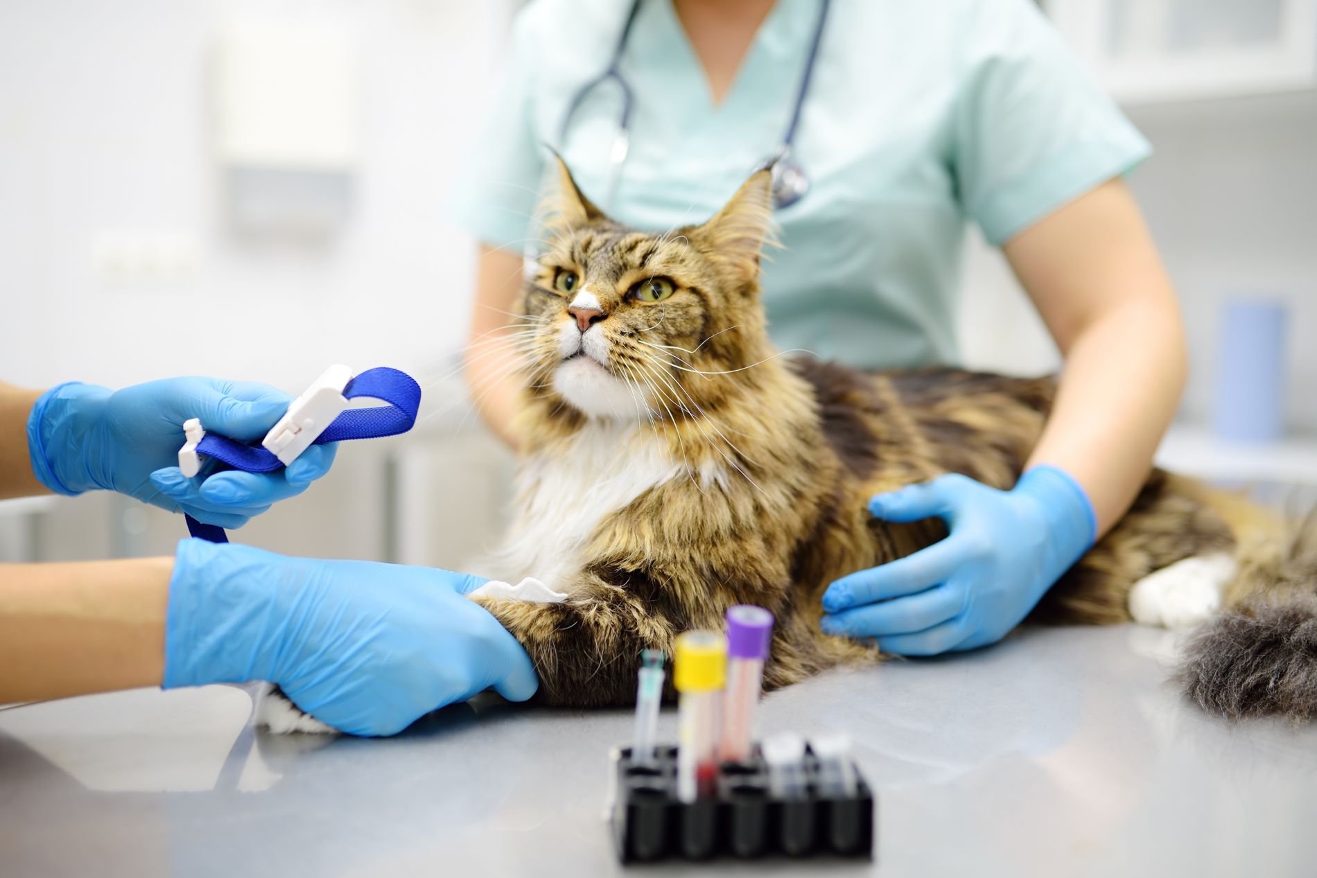 Ветеринарная клиника